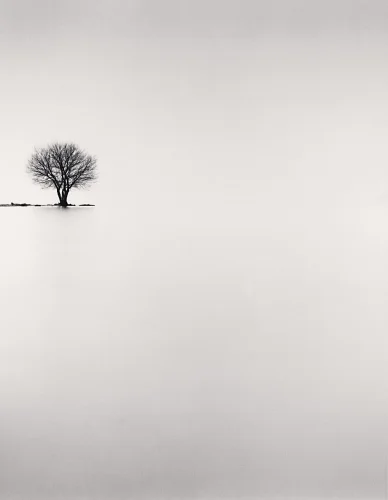Minimalist Tree Foggy Dramatic Atmospheric Nature