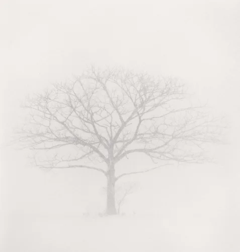 Minimalist Tree Foggy Dramatic Nature Mysterious