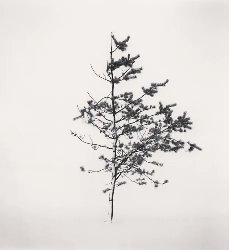 Minimalist Tree High Contrast Nature