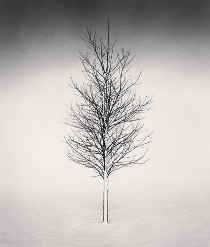 Minimalist Tree High Contrast Nature