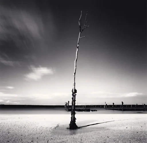 Minimalist Tree High Contrast Dramatic Atmospheric Nature