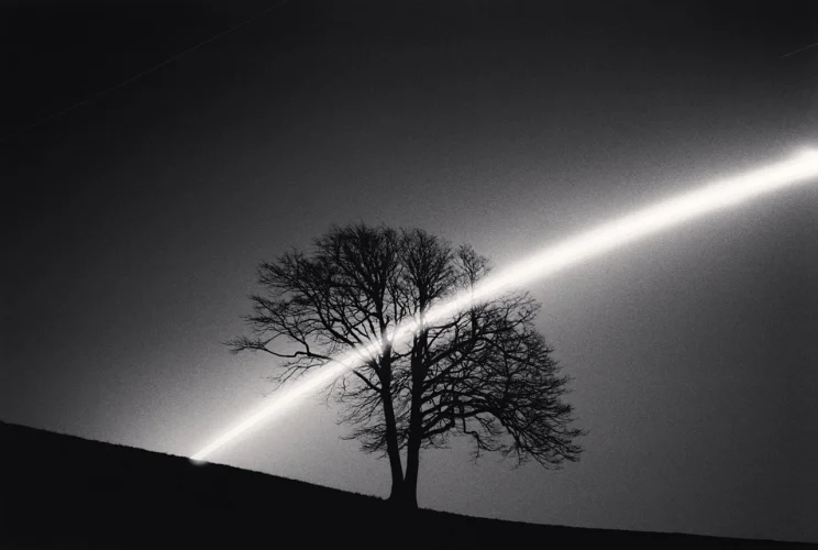 Minimalist Tree Light Beam High Contrast Mysterious Nature