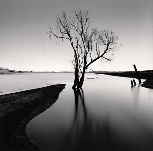 Minimalist Tree Reflections High Contrast Nature