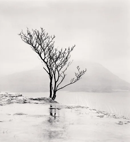 Minimalist Tree Reflection Foggy Dramatic Nature