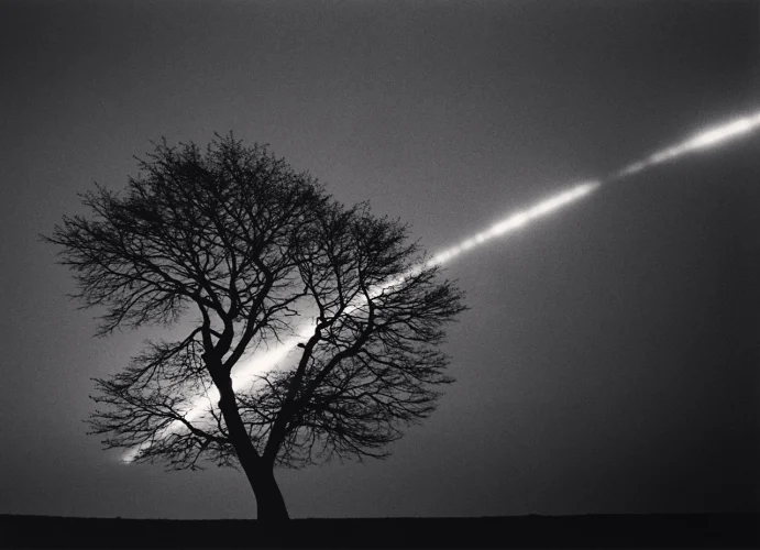 Minimalist Tree Silhouette High Contrast Mysterious Nature