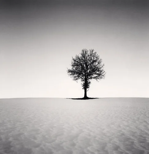 Minimalist Tree Silhouette High Contrast Dramatic Nature