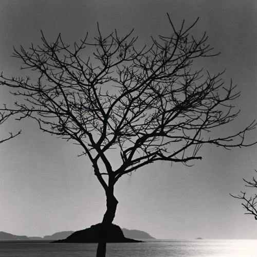 Minimalist Tree Silhouette High Contrast Nature
