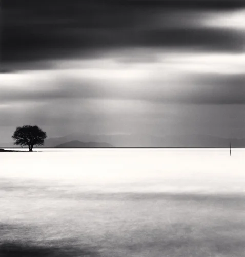 Minimalist Tree Silhouette High Contrast Dramatic Atmospheric