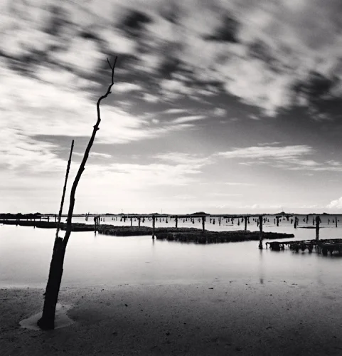 Minimalist Tree Silhouette Dramatic Atmospheric Timeless Seascape