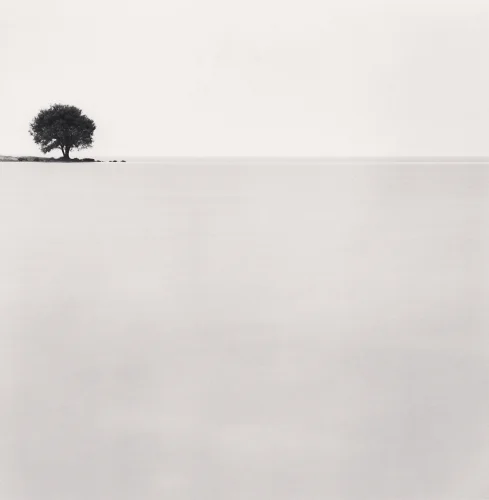 Minimalist Tree Silhouette High Contrast Serene