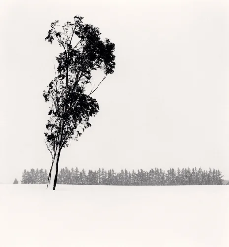 Minimalist Tree Silhouette High Contrast Nature