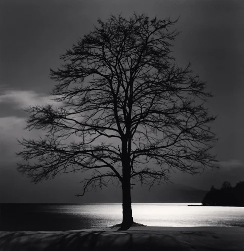 Minimalist Tree Silhouette High Contrast Moody Nature