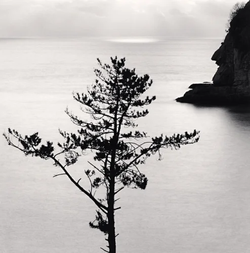 Minimalist Tree Silhouette High Contrast Serene Nature