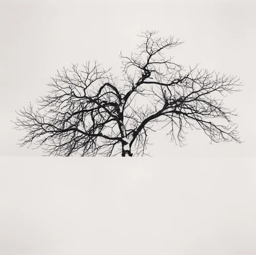 Minimalist Tree Silhouette High Contrast Nature