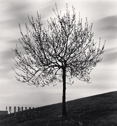 Minimalist Tree Silhouette High Contrast Nature