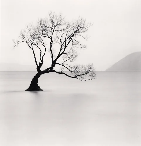 Minimalist Tree Silhouette High Contrast Serene Nature