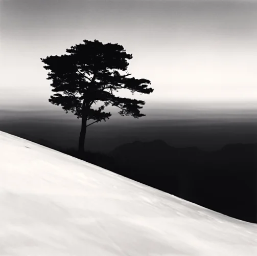 Minimalist Tree Snowscape High Contrast Dramatic Mysterious