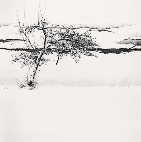 Minimalist Tree Snowy Landscape High Contrast Mysterious