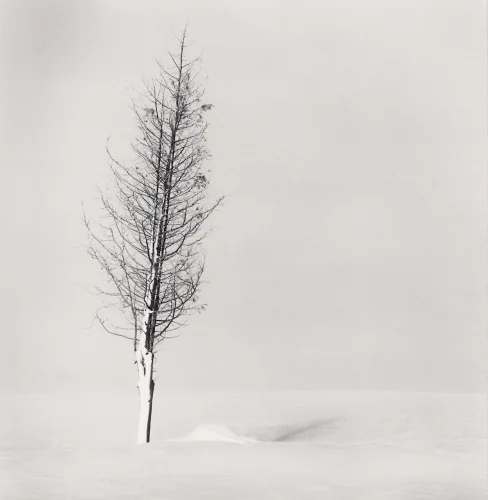 Minimalist Tree Snowy Landscape High Contrast Serene