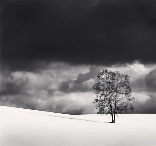 Minimalist Tree Snowy Landscape High Contrast Dramatic Atmospheric