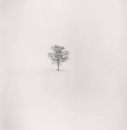 Minimalist Tree Snowy Landscape Serene Isolated