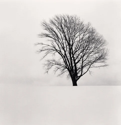 Minimalist Tree Snowy Landscape High Contrast Serene