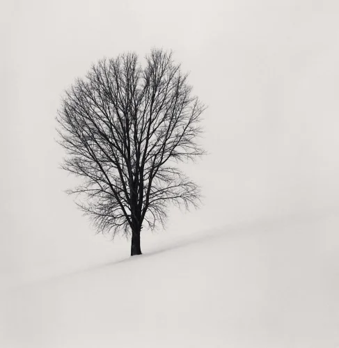 Minimalist Tree Snowy Landscape High Contrast Serene