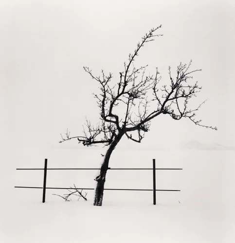 Minimalist Tree Snowy Landscape High Contrast Mysterious