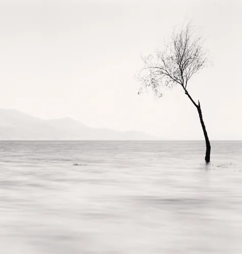 Minimalist Tree Water High Contrast Serene Nature