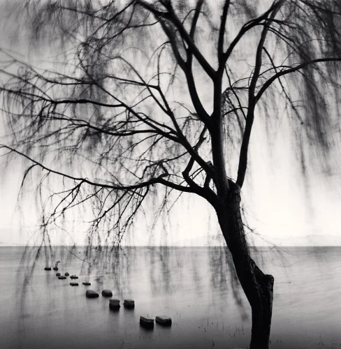 Minimalist Tree Water Stepping Stones High Contrast Serene Nature