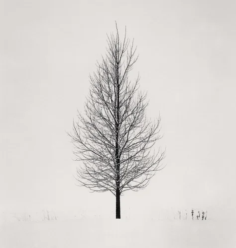 Minimalist Tree Winter High Contrast Nature