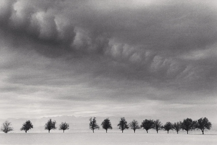 Minimalist Trees Dramatic Clouds Atmospheric Landscape