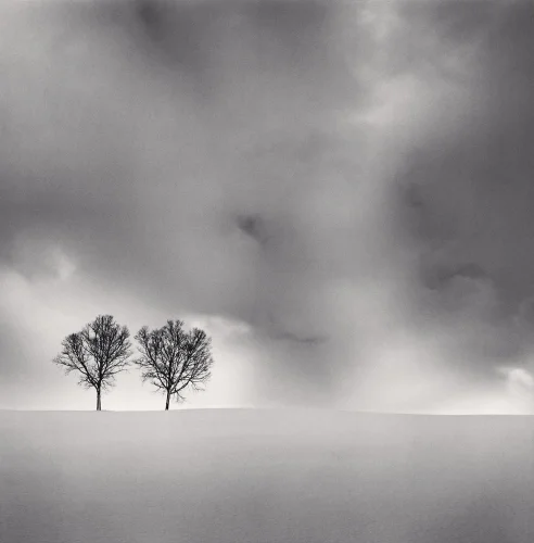 Minimalist Trees Dramatic Clouds High Contrast Nature