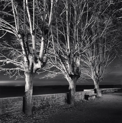 Minimalist Trees High Contrast Dramatic Nature
