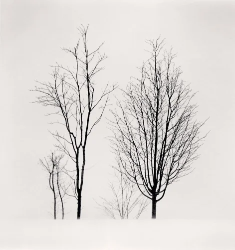 Minimalist Trees High Contrast Nature