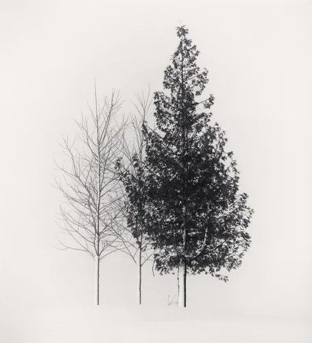Minimalist Trees High Contrast Nature