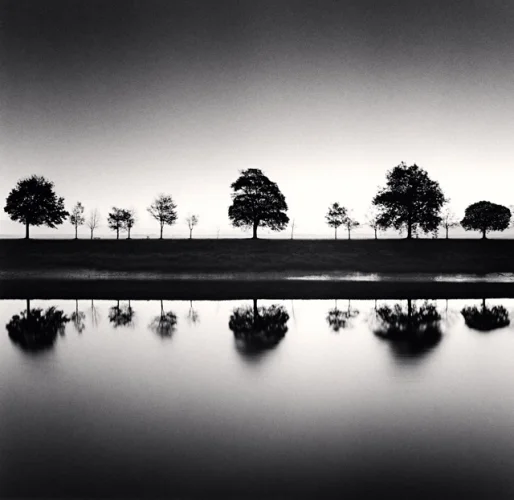 Minimalist Trees Reflections Symmetrical High Contrast Nature