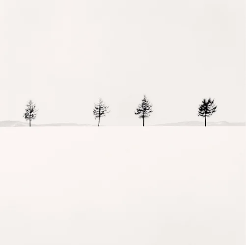 Minimalist Trees Snowy Landscape High Contrast Serene