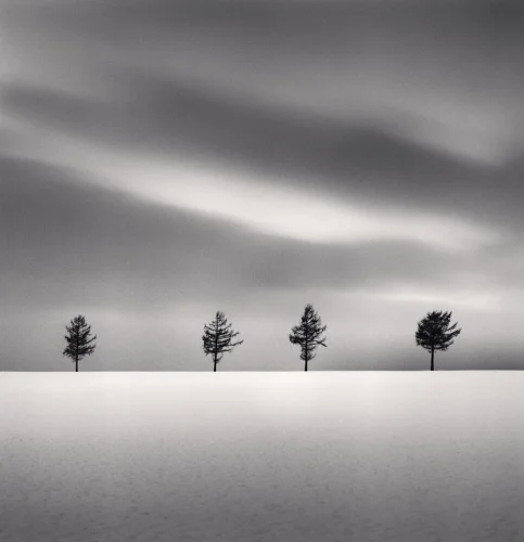 Minimalist Trees Snowy Landscape Dramatic High Contrast