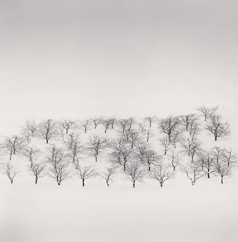 Minimalist Trees Snowy Landscape High Contrast Serene Nature