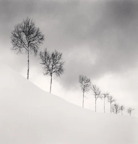 Minimalist Trees Snowy Landscape Dramatic High Contrast Mysterious