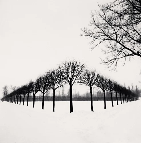 Minimalist Trees Snowy Winter Landscape High Contrast