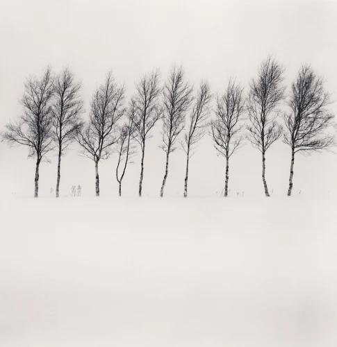 Minimalist Trees Snowy Winter Landscape High Contrast Serene