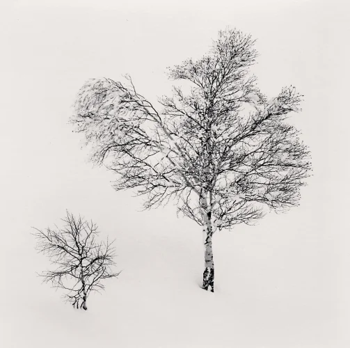 Minimalist Trees Snowy Winter High Contrast Nature