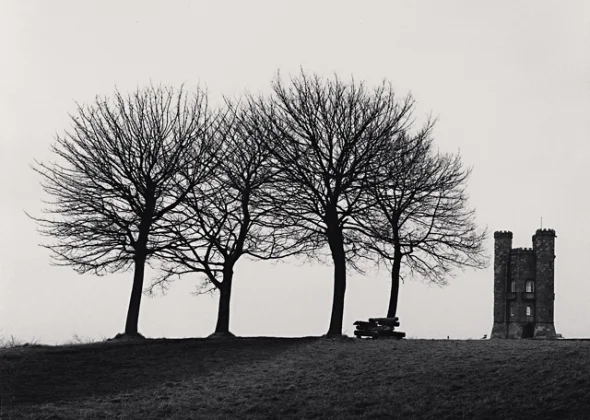 Minimalist Trees Tower Dramatic High Contrast Nature