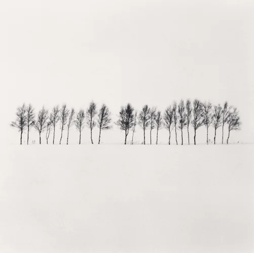 Minimalist Trees Winter High Contrast Nature