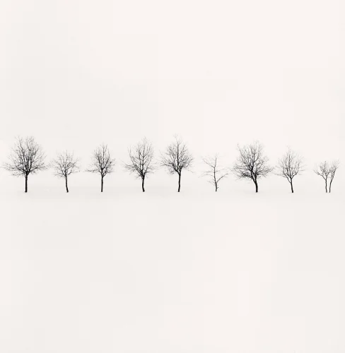 Minimalist Trees Winter High Contrast Nature