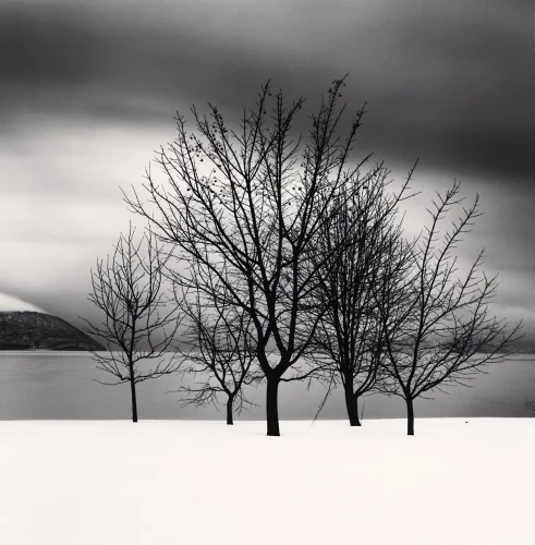 Minimalist Trees Winter High Contrast Moody Nature