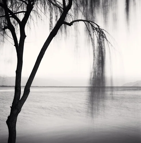 Minimalist Willow Tree High Contrast Serene Nature