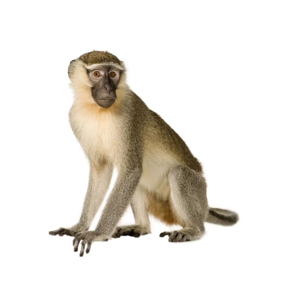 Monkey Grey White Fur Natural Pose